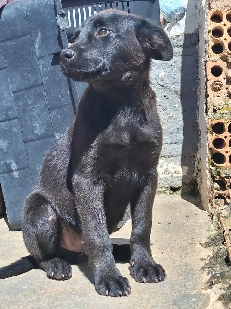 Golias, cachorro de porte médio para adoção em Ibaiti - PR