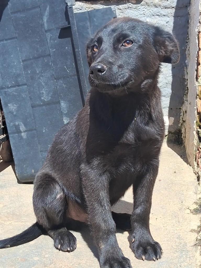Golias, cachorro de porte médio para adoção em Ibaiti - PR — foto 2 de 3