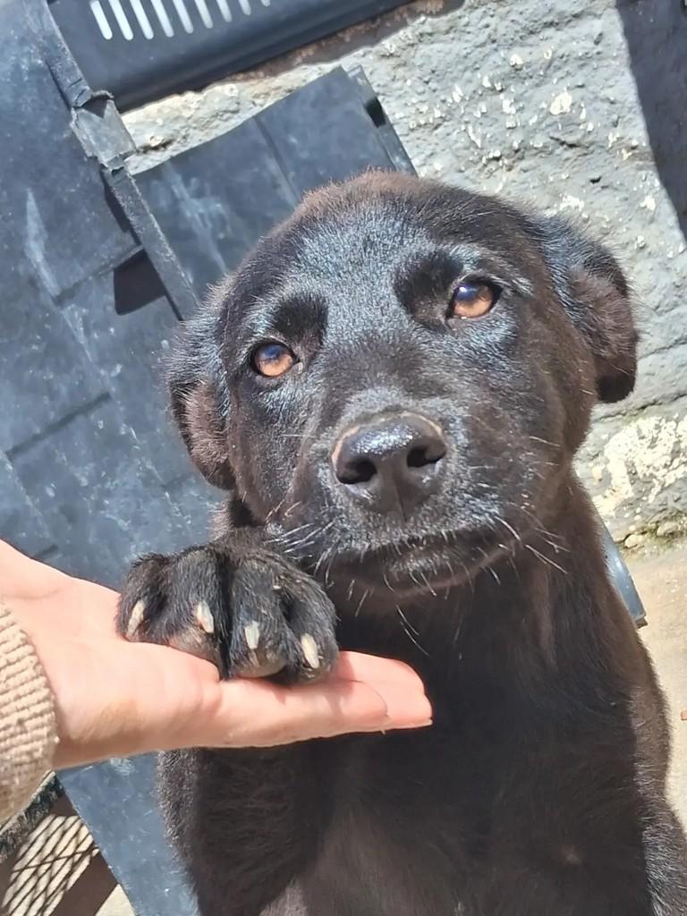 Golias, cachorro de porte médio para adoção em Ibaiti - PR — foto 3 de 3