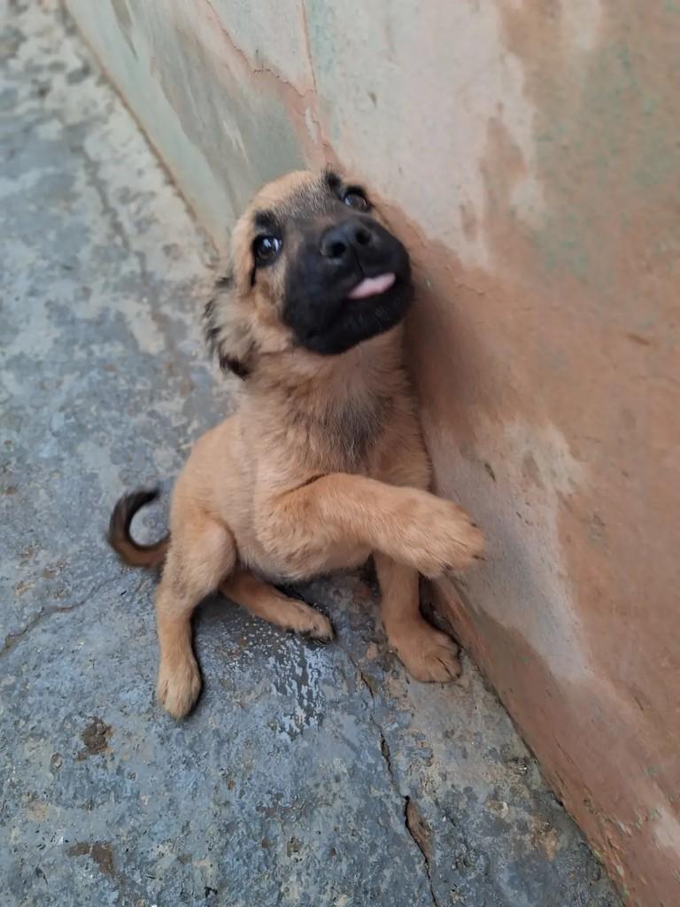 Petter, cachorro de porte médio para adoção em Ibaiti - PR