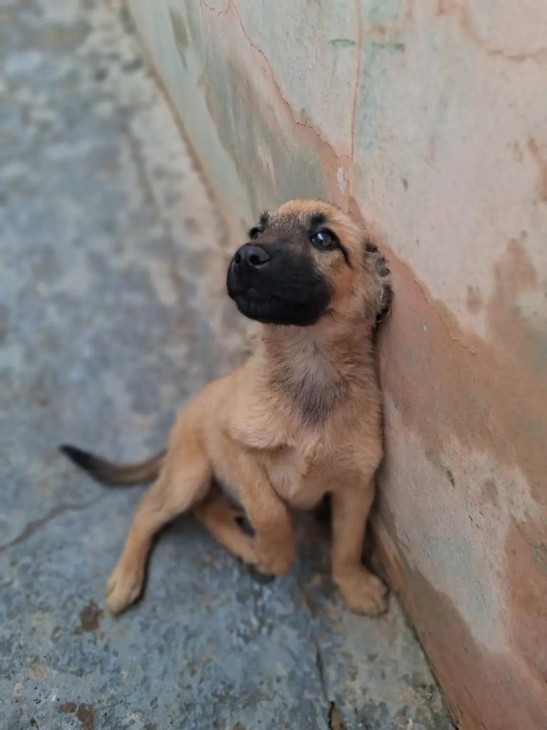 Petter, cachorro de porte médio para adoção em Ibaiti - PR — foto 2 de 6
