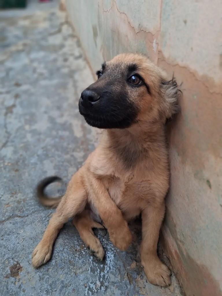Petter, cachorro de porte médio para adoção em Ibaiti - PR — foto 3 de 6