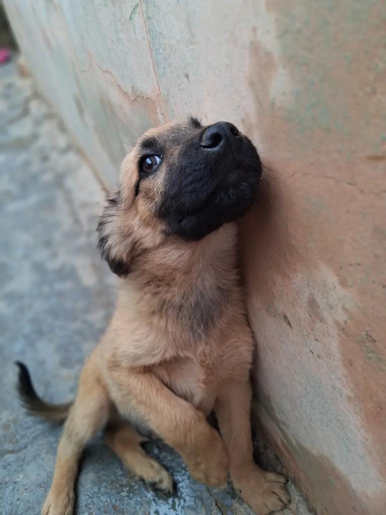 Petter, cachorro de porte médio para adoção em Ibaiti - PR — foto 4 de 6
