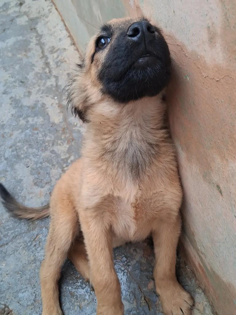 Petter, cachorro de porte médio para adoção em Ibaiti - PR — foto 5 de 6
