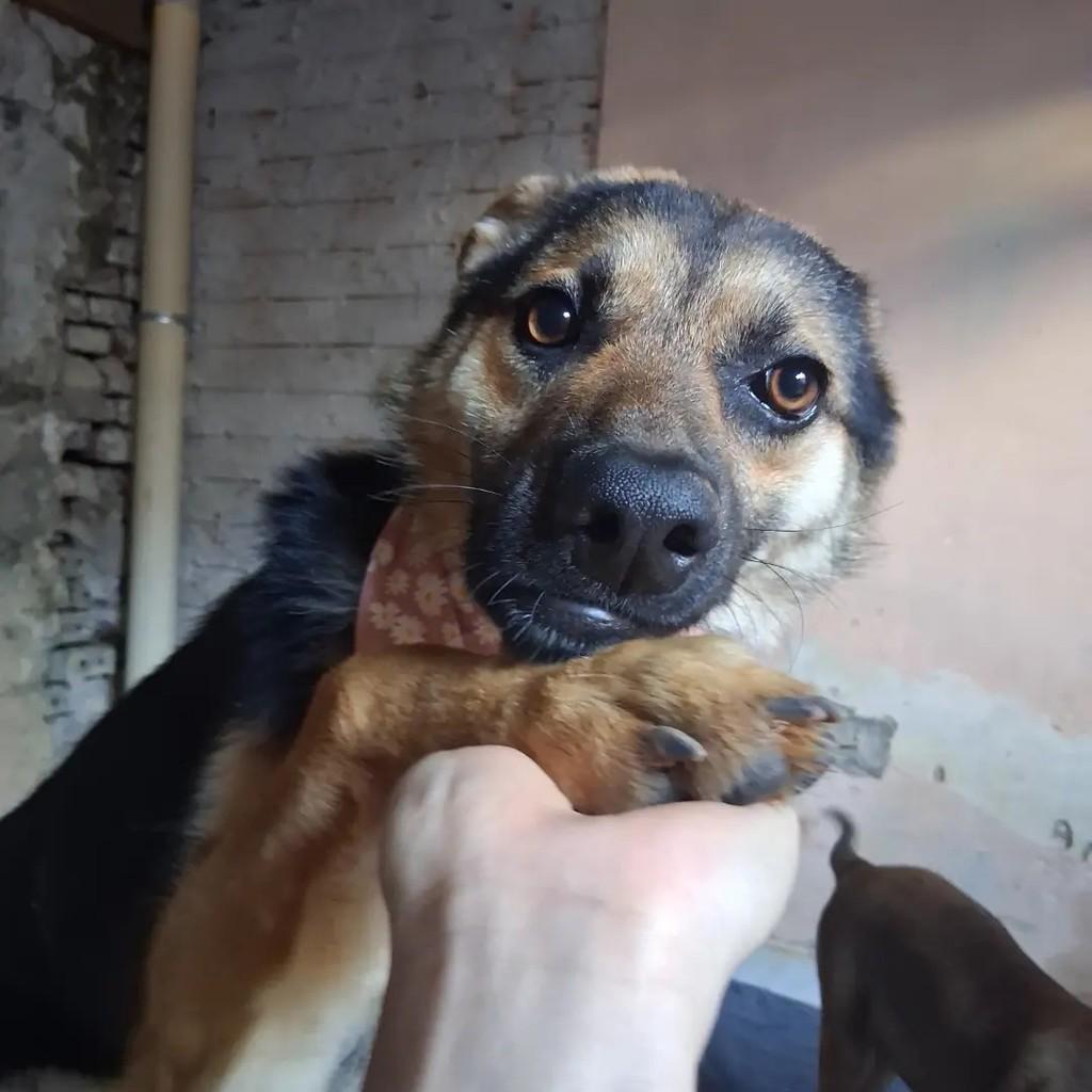 Rafa, cadela de porte médio para adoção em Ibaiti - PR