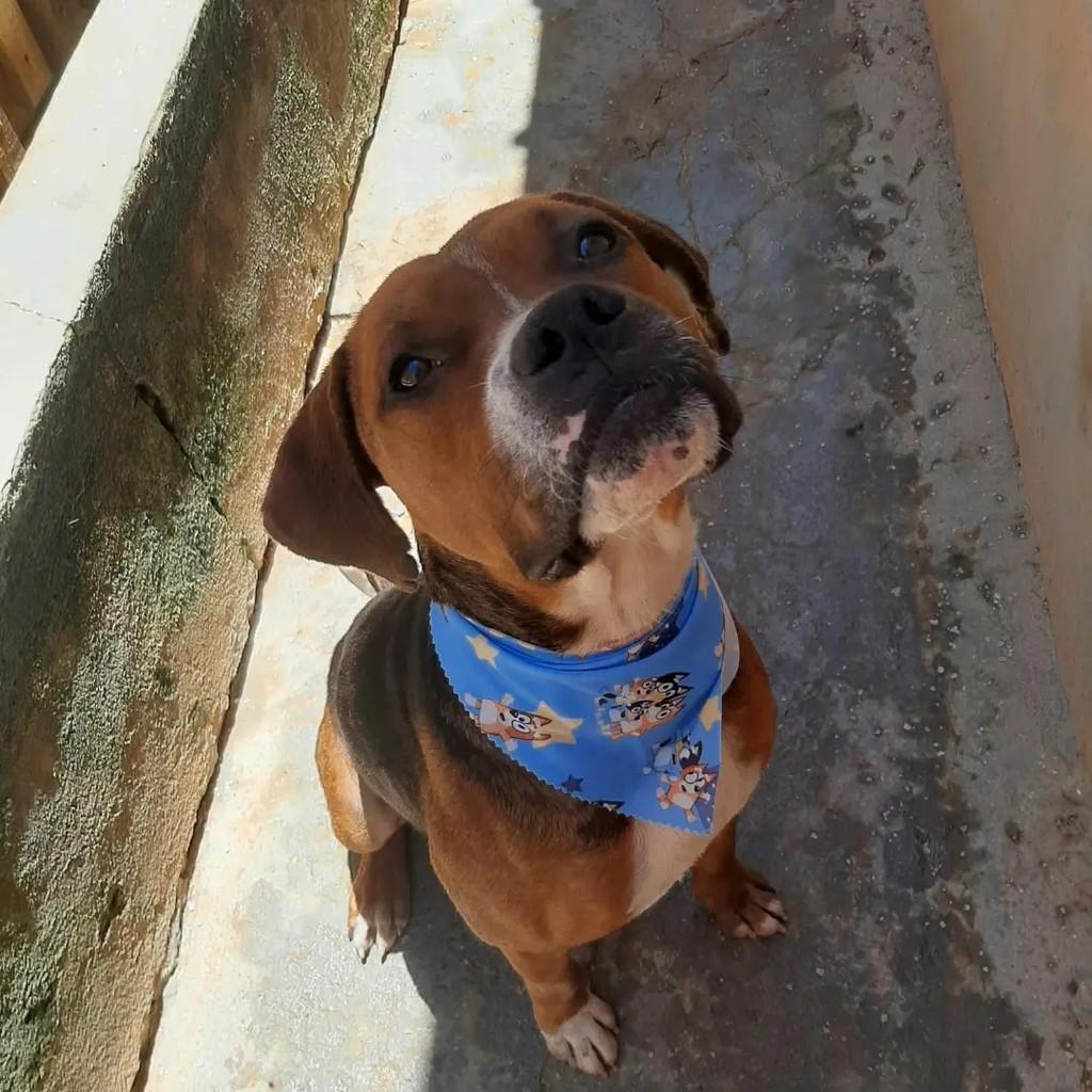 Sansão, cachorro de porte médio para adoção em Ibaiti - PR
