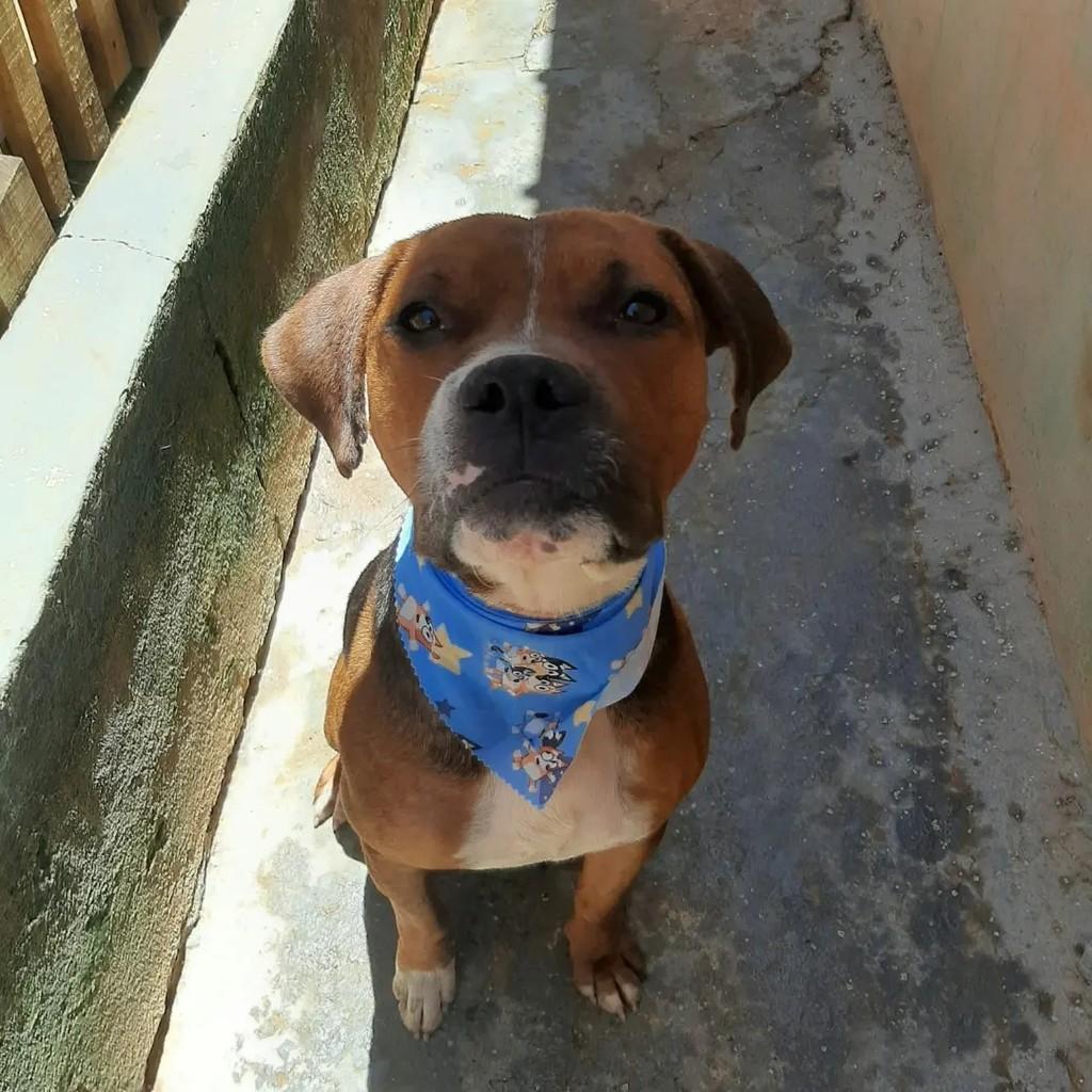 Sansão, cachorro de porte médio para adoção em Ibaiti - PR — foto 2 de 2
