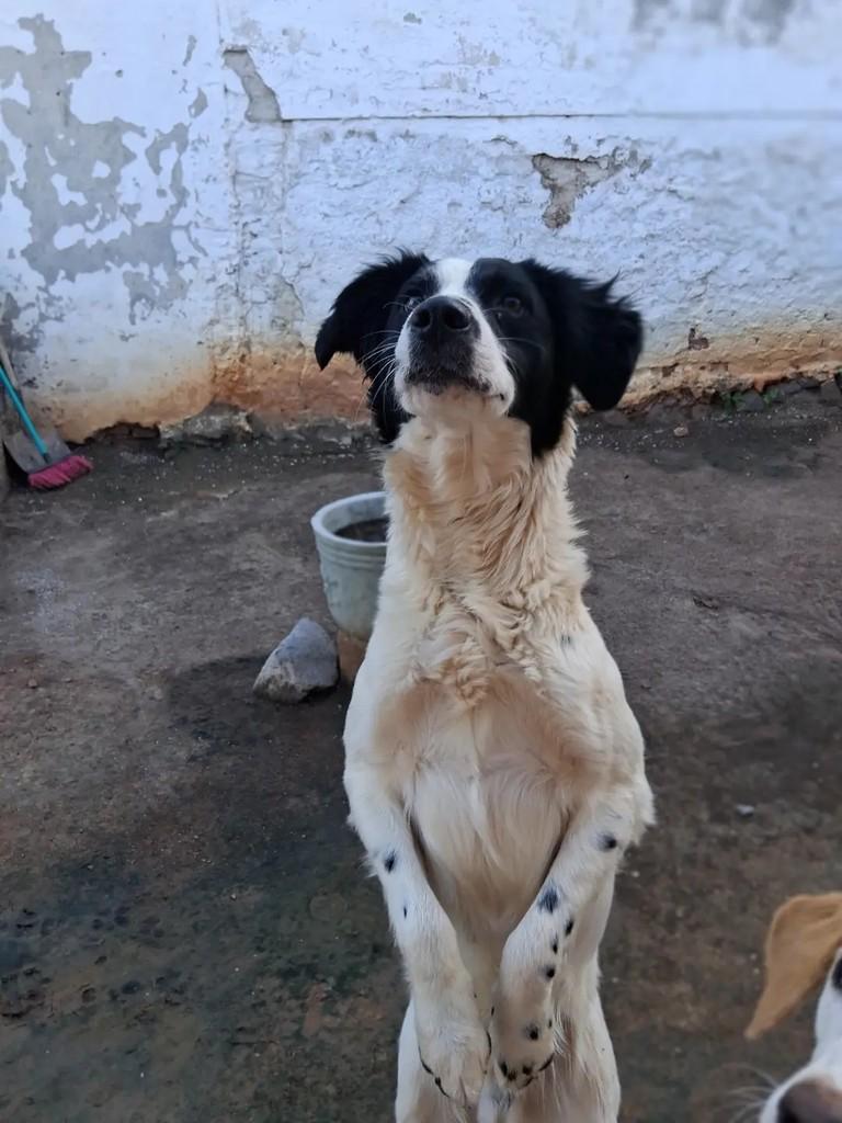 Pirata, cachorro de porte médio para adoção em Ibaiti - PR