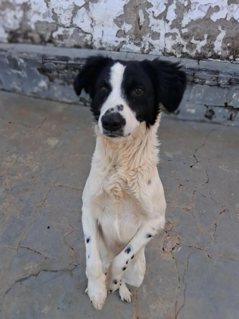 Pirata, cachorro de porte médio para adoção em Ibaiti - PR — foto 2 de 2