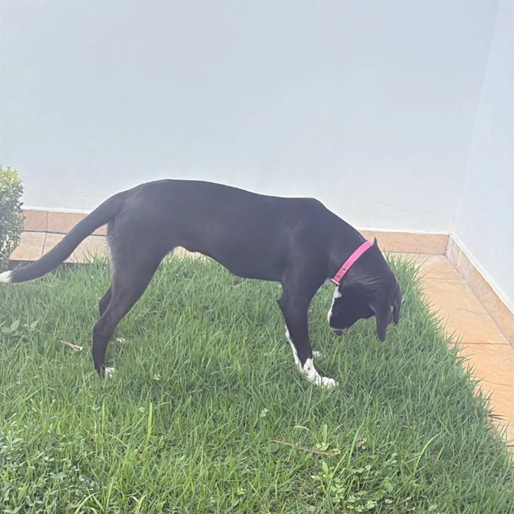 Cachorrinha, cadela de porte médio para adoção em Andradas - MG
