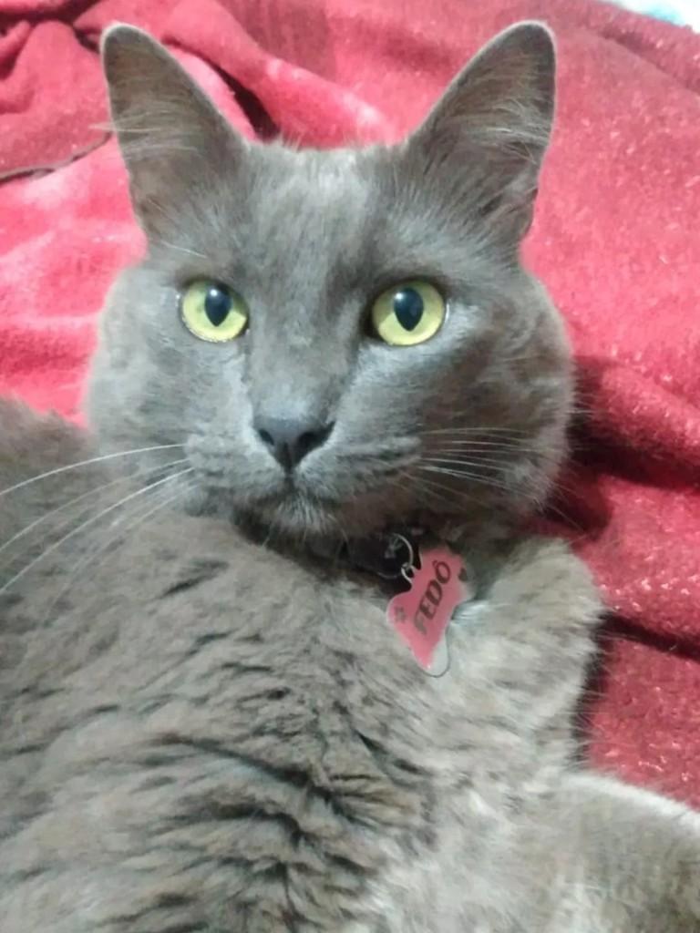 Fedo, gato para adoção em Andradas - MG