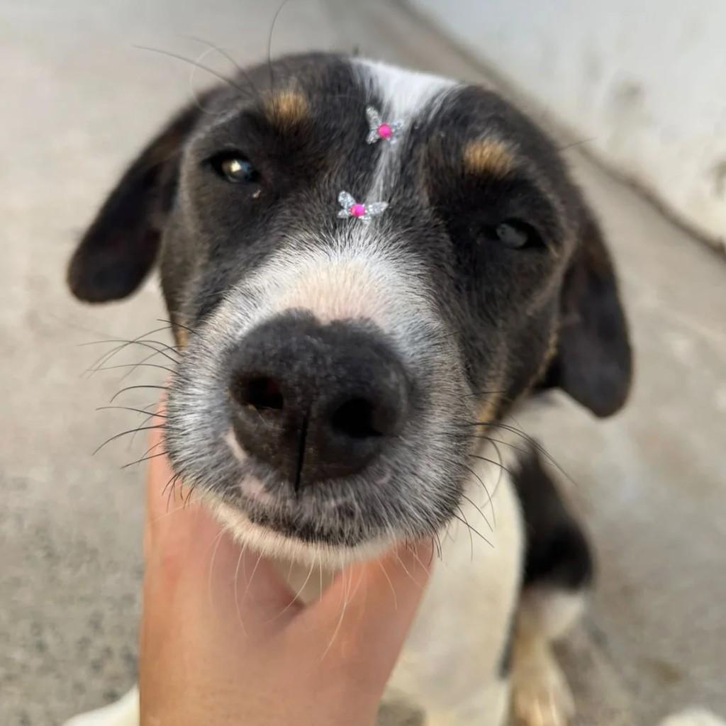 Luna, cachorro de porte pequeno para adoção em Andradas - MG