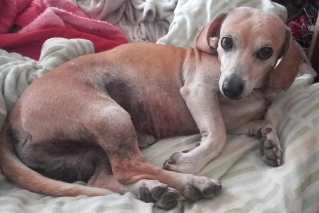 Senhorzinho, cachorro de porte pequeno para adoção em Andradas - MG