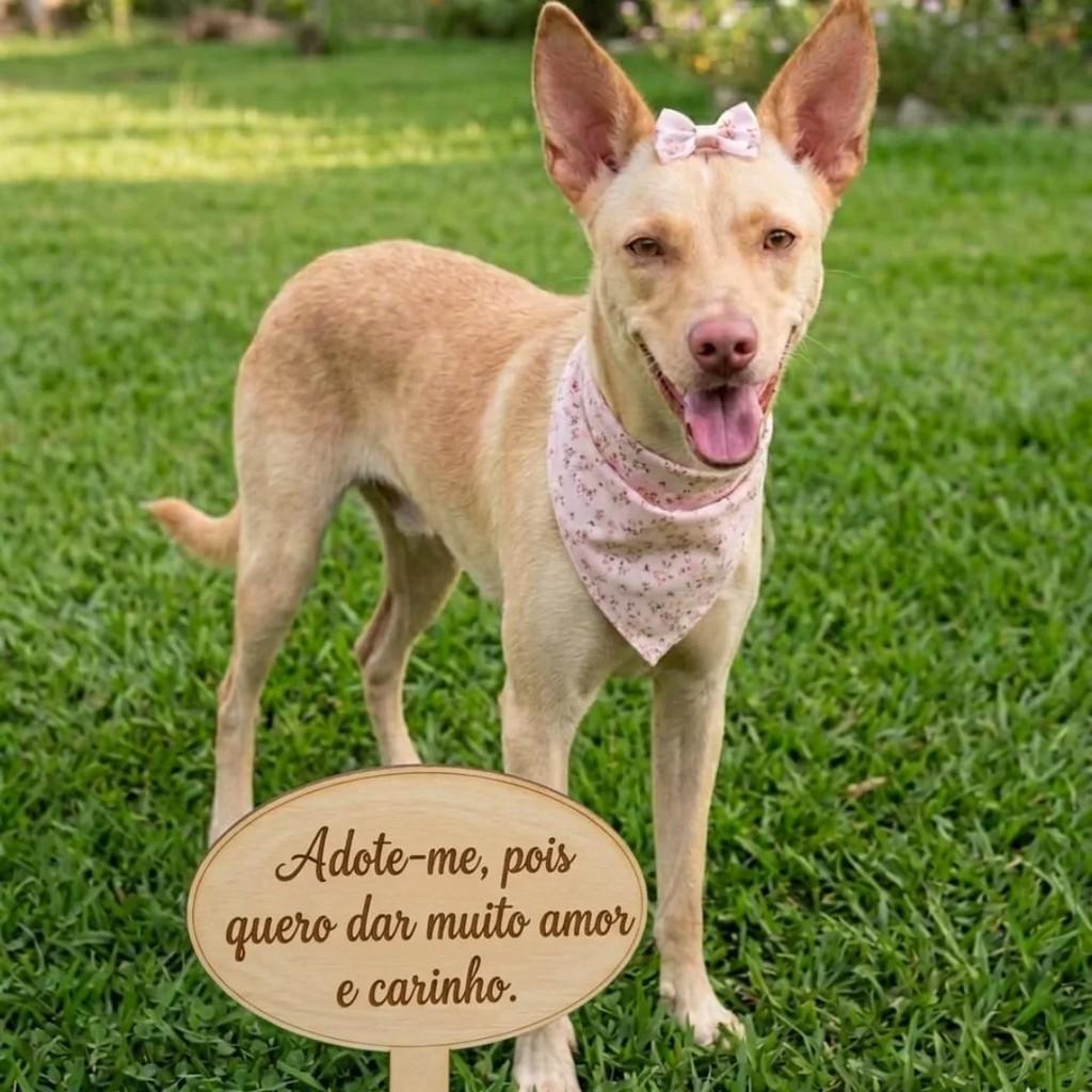 Sou, cadela de porte médio para adoção em Cláudio - MG