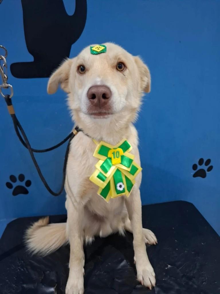 Francisco, cachorro de porte médio para adoção em Andradas - MG