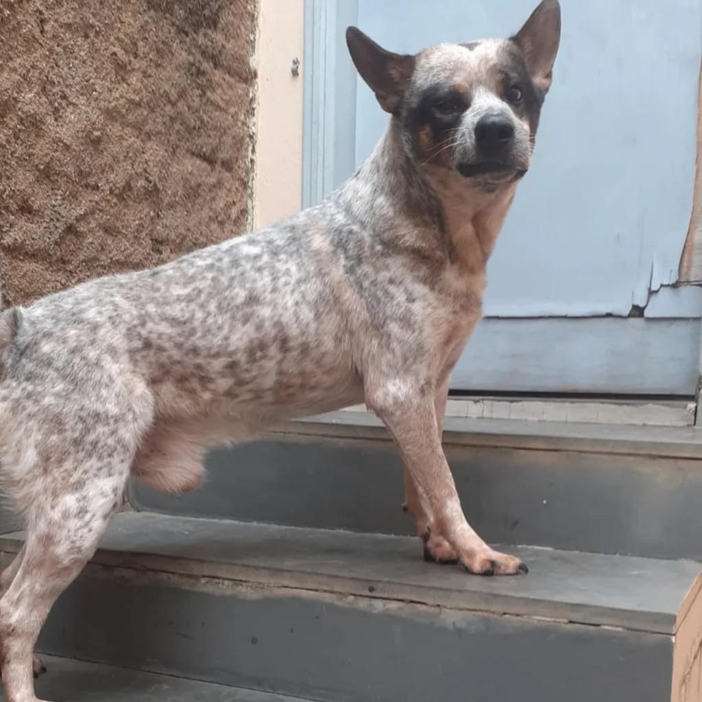 Burriler, cachorro de porte médio para adoção em Andradas - MG