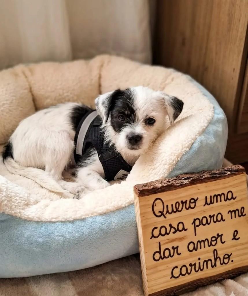 Brankinha, cachorro de porte pequeno para adoção em Andradas - MG