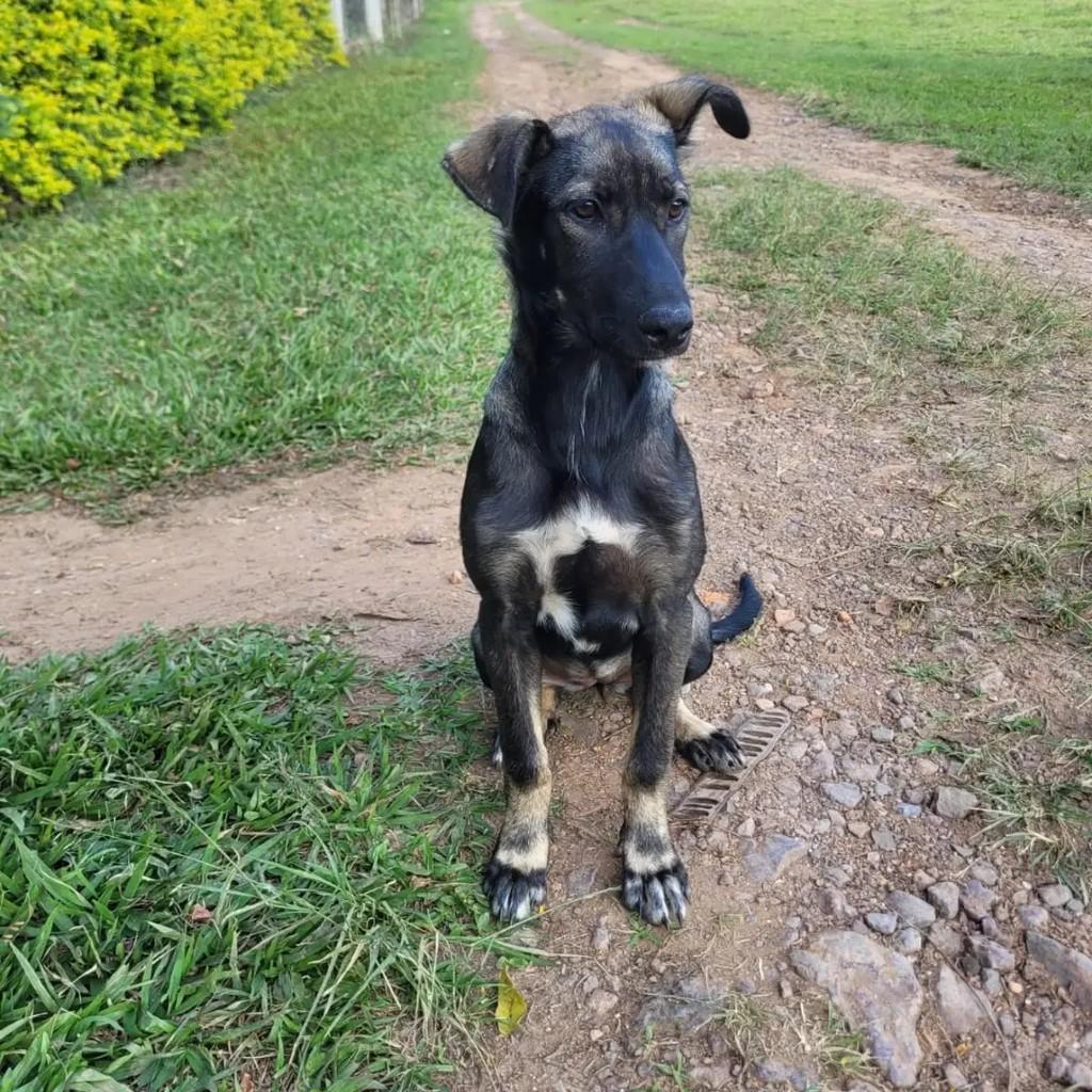 Lindeza, cachorro de porte pequeno para adoção em Andradas - MG