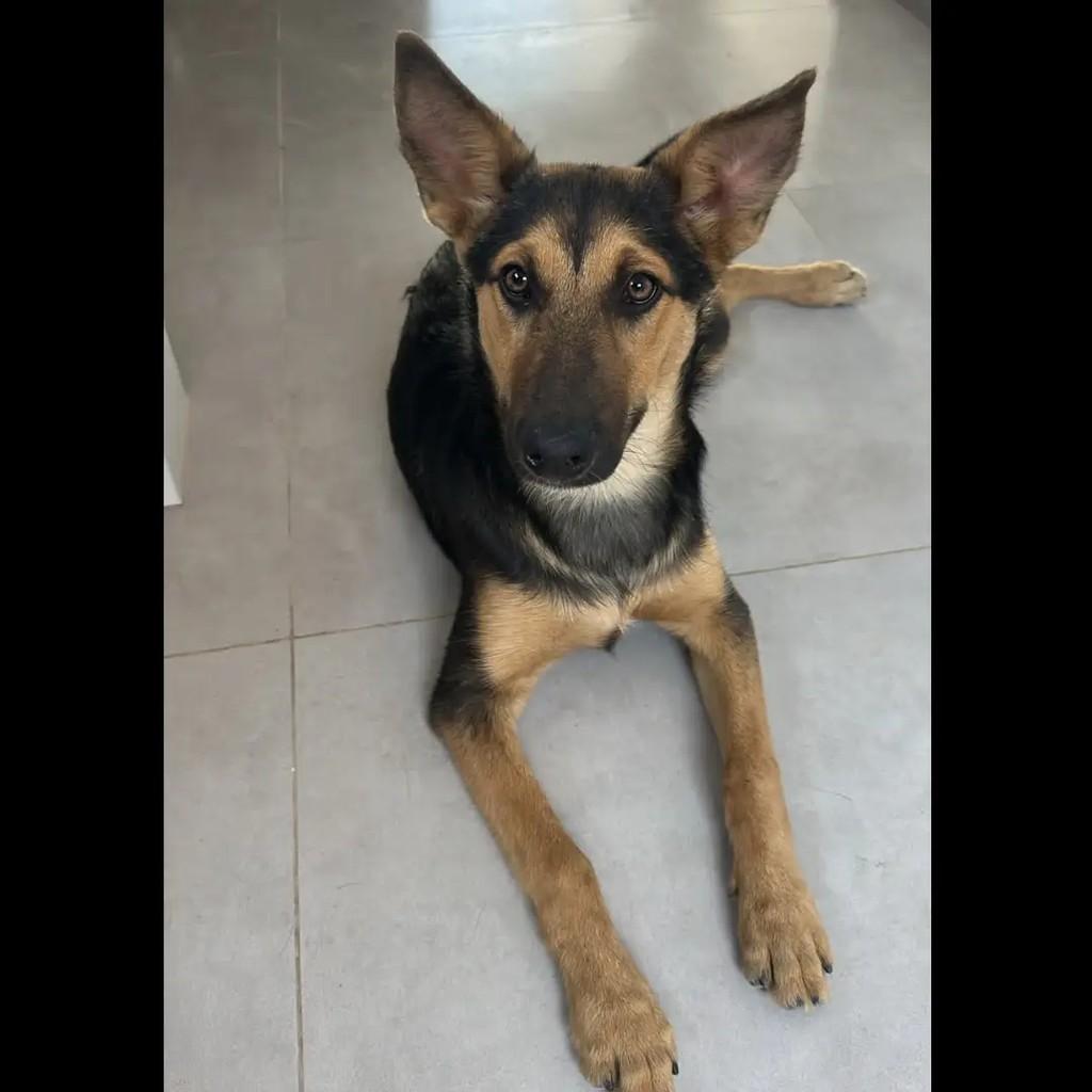 Mestiço Pastor Alemão, cachorro de porte médio para adoção em Andradas - MG