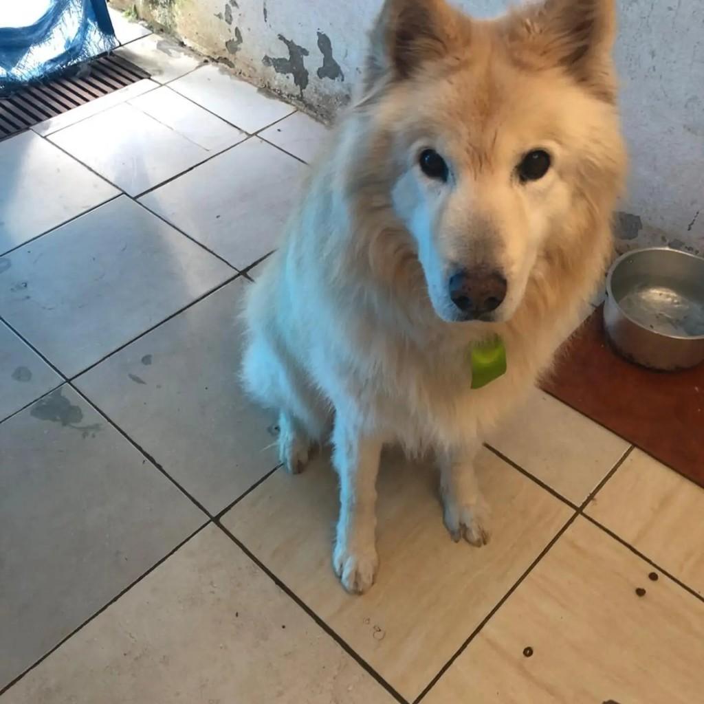 Sheik, cachorro de porte médio para adoção em Andradas - MG