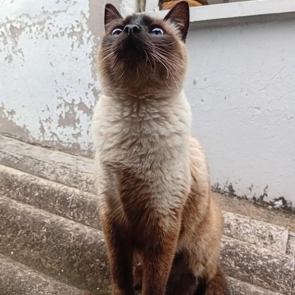 Nina, gata de porte médio para adoção em Andradas - MG