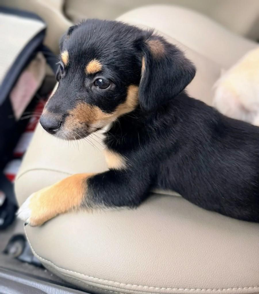 Docinho, cachorro de porte pequeno para adoção em Curitiba - PR