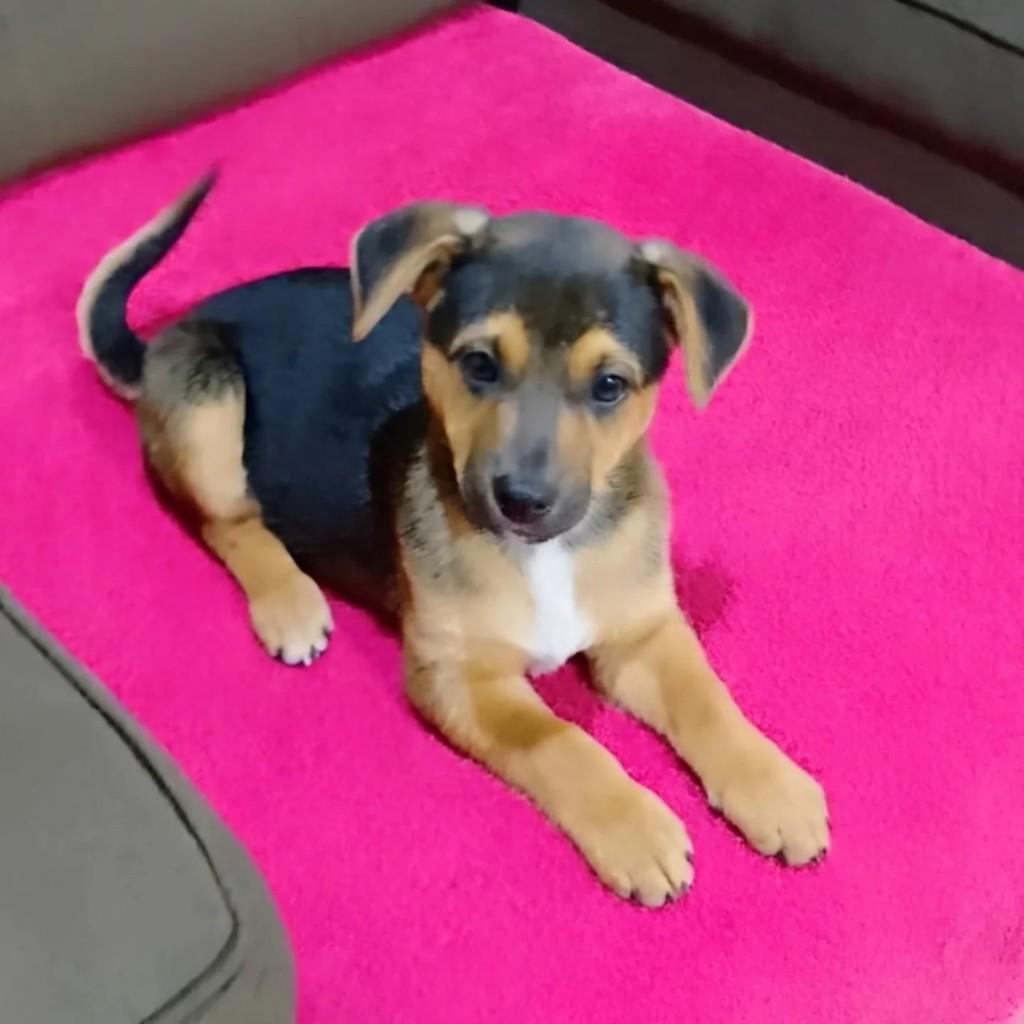 Gabriel, cachorro de porte pequeno para adoção em Curitiba - PR