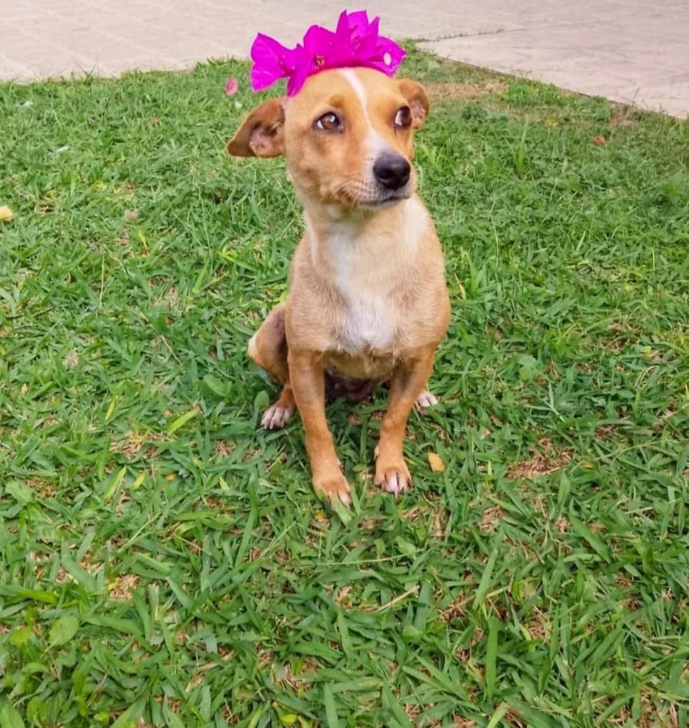 Mel, cadela de porte pequeno para adoção em Curitiba - PR