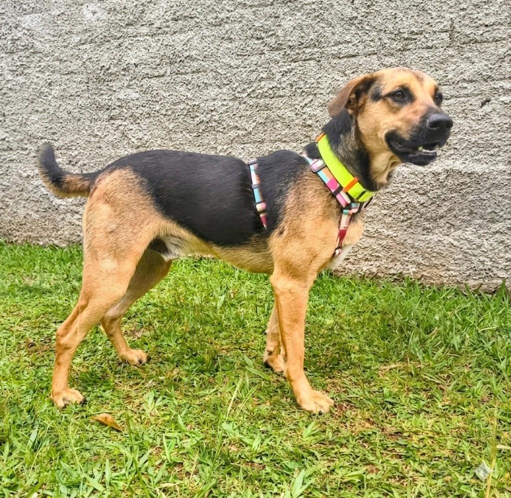 Fumaça, cachorro de porte médio para adoção em Curitiba - PR