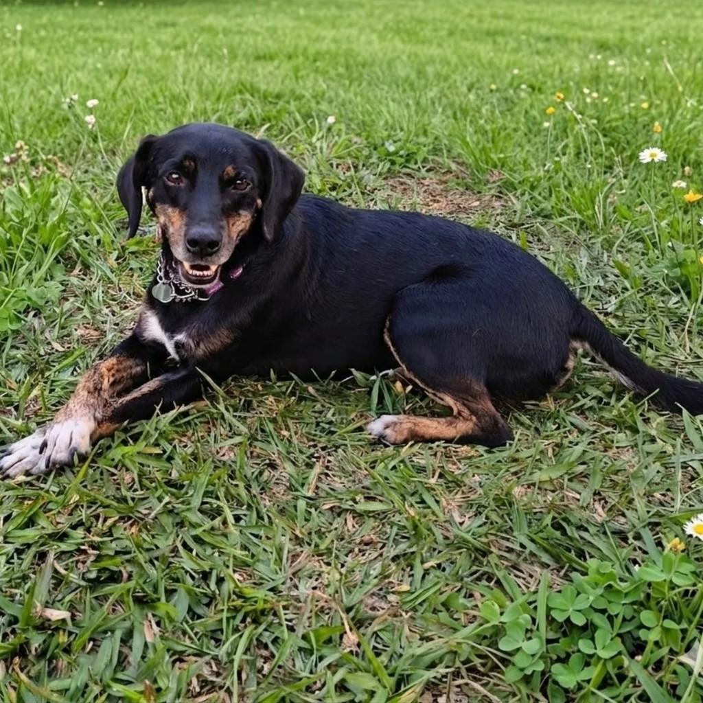 Chiquinho, cachorro de porte pequeno para adoção em Curitiba - PR