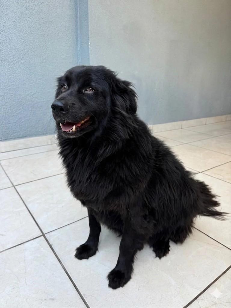 Pingo, cachorro de porte médio para adoção em Curitiba - PR
