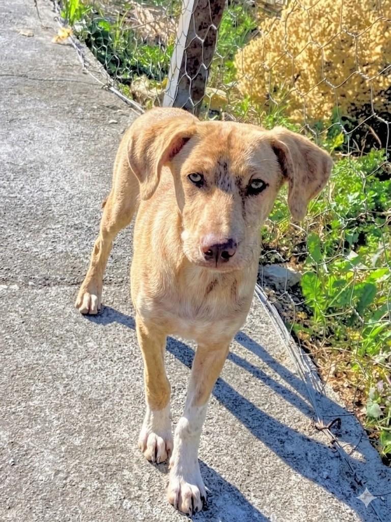 Caramelo, cachorro de porte pequeno para adoção em Curitiba - PR