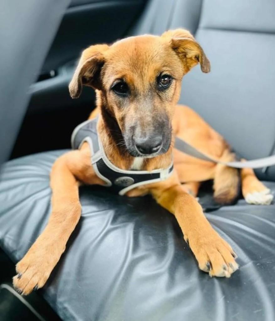 Óki, cachorro de porte pequeno para adoção em Curitiba - PR