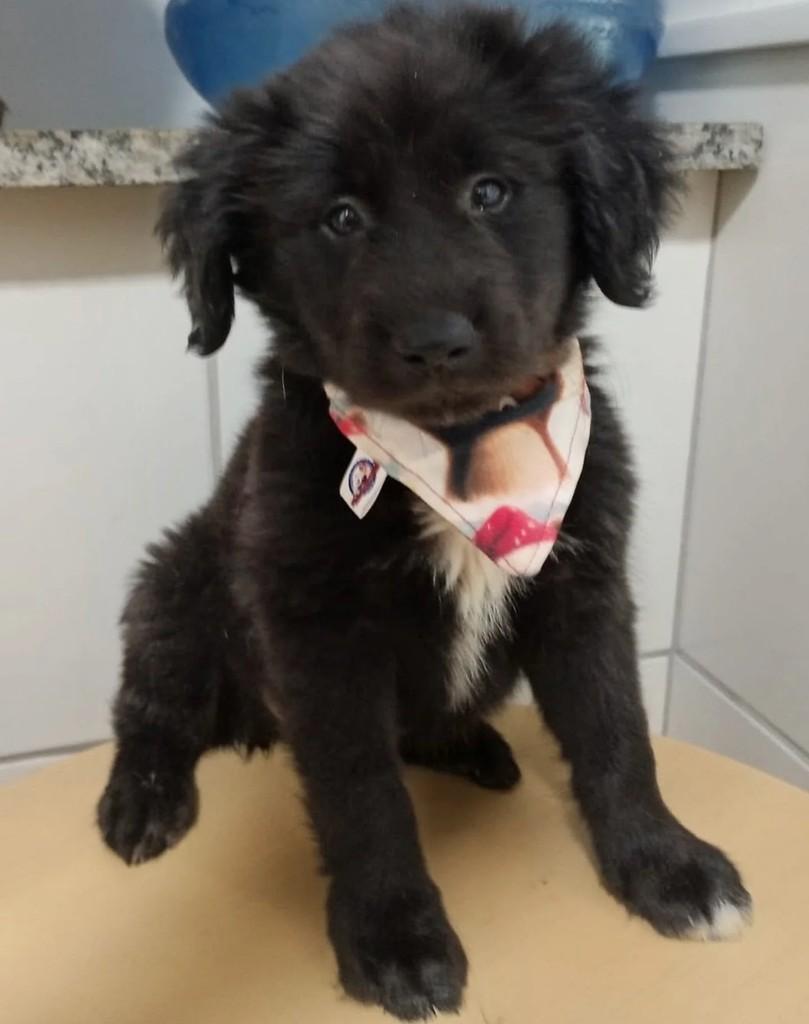 Thor, cachorro de porte médio para adoção em Curitiba - PR