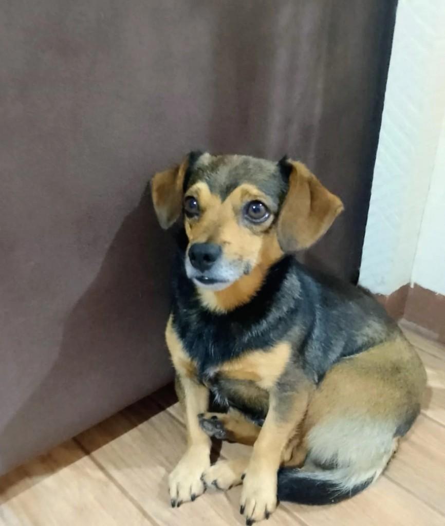 Chase, cachorro de porte pequeno para adoção em Curitiba - PR