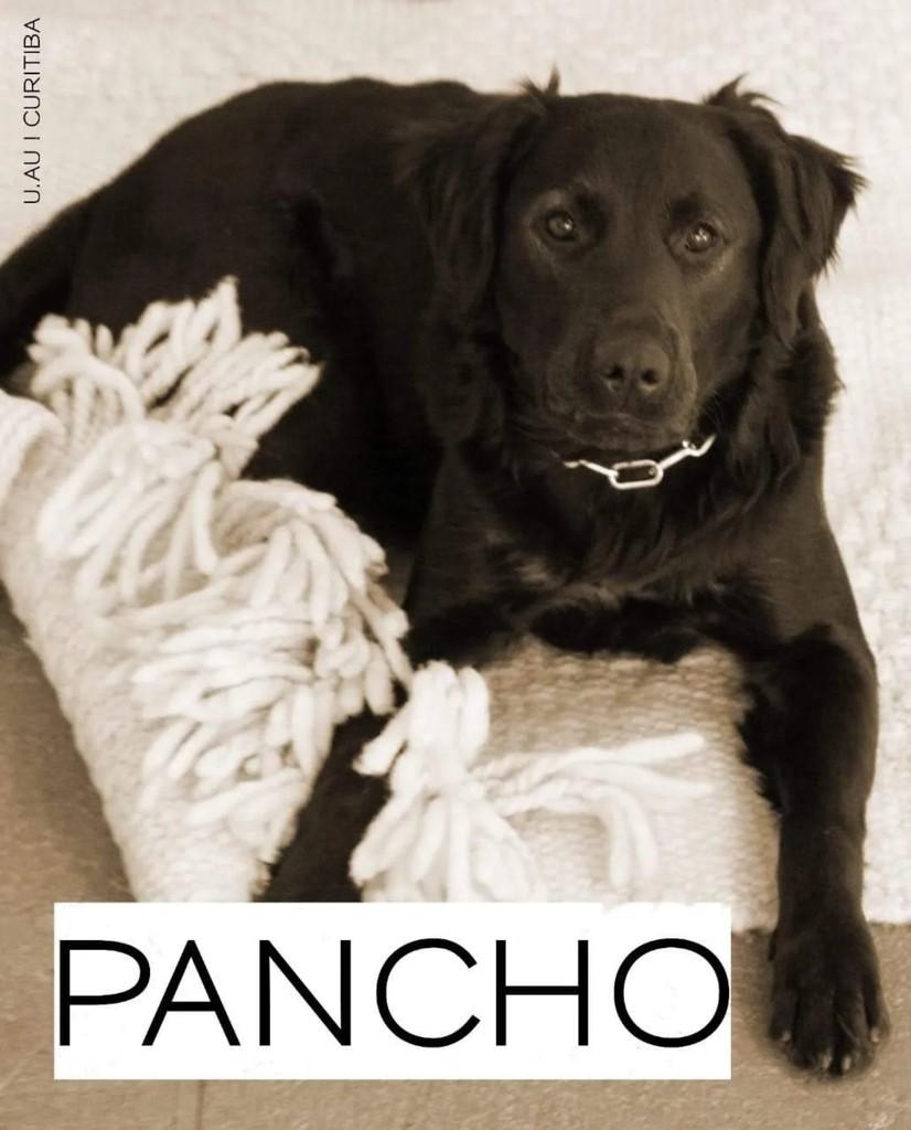 Pancho, cachorro de porte grande para adoção em Curitiba - PR