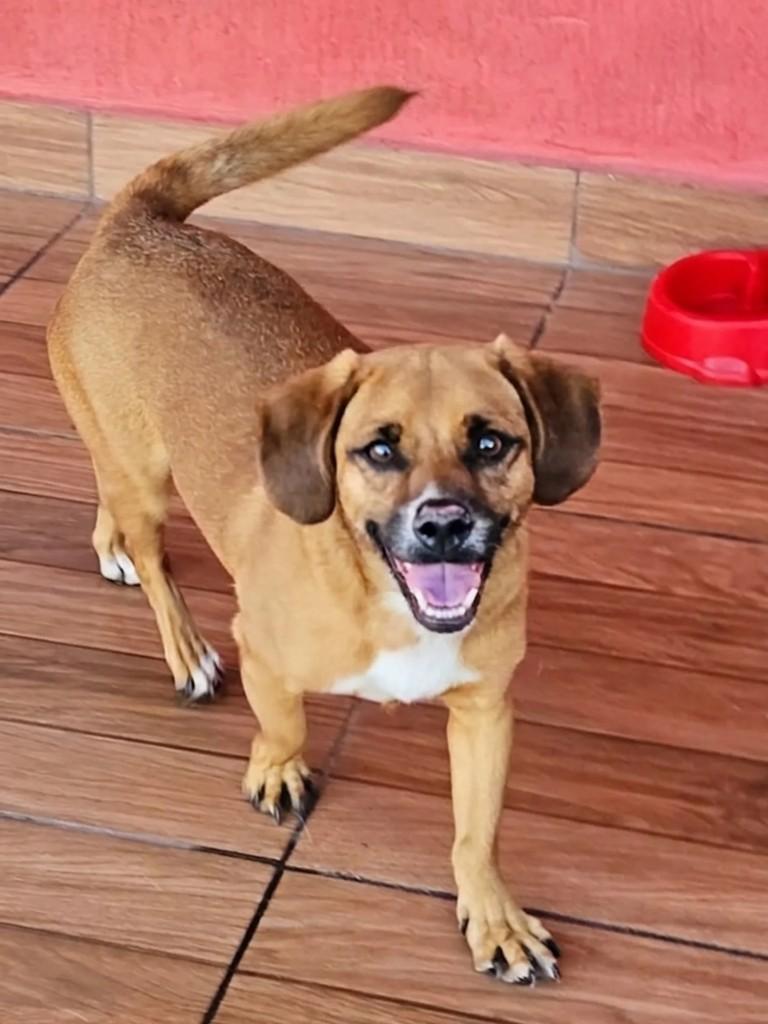 Coult, cachorro de porte pequeno para adoção em Curitiba - PR