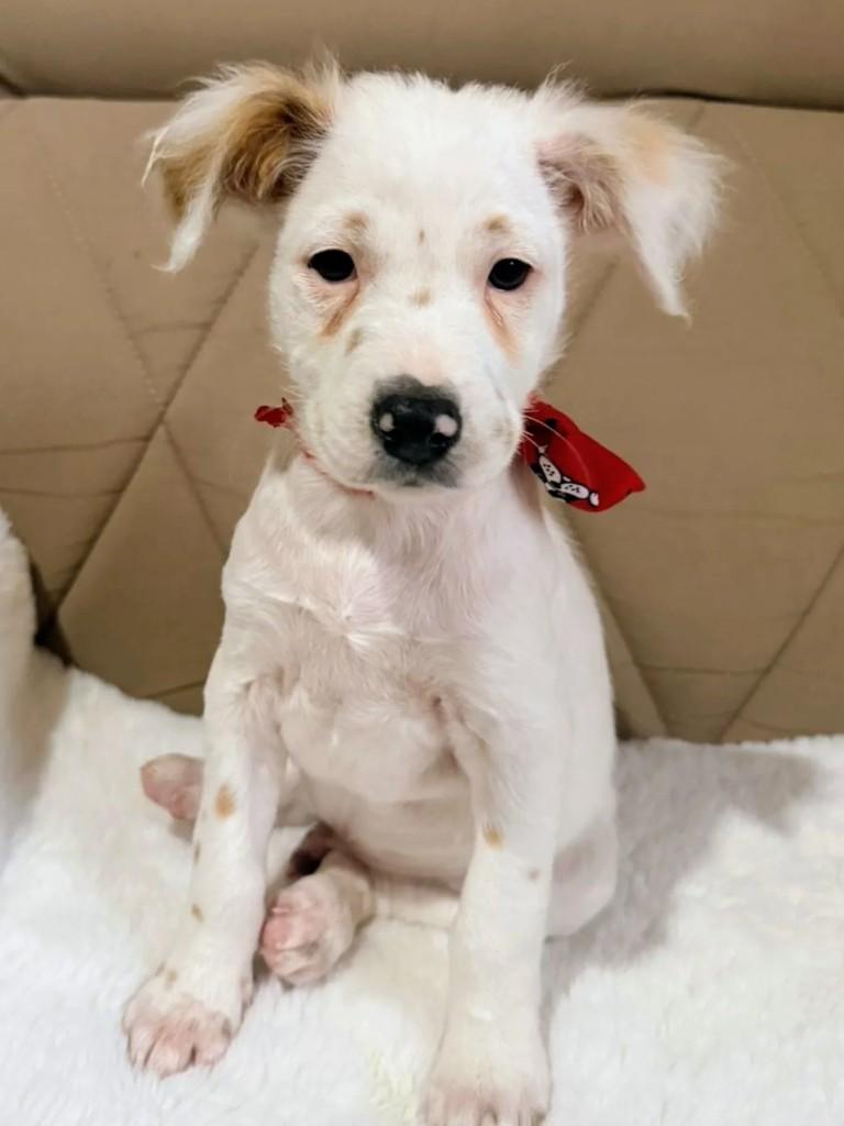 Branquinho, cachorro de porte médio para adoção em Curitiba - PR