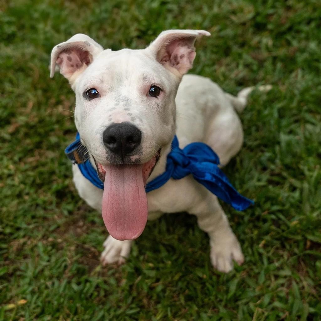 Zeus, cachorro de porte pequeno para adoção em Curitiba - PR