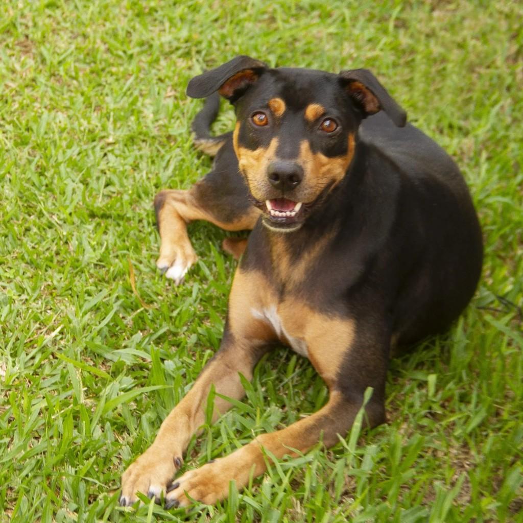 Pedro, cachorro de porte médio para adoção em Curitiba - PR