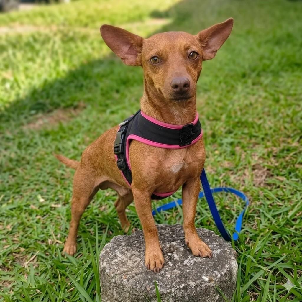 Amora, cadela de porte pequeno para adoção em Curitiba - PR
