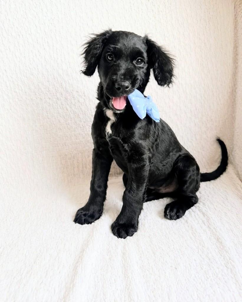 Jhony, cachorro de porte pequeno para adoção em Curitiba - PR