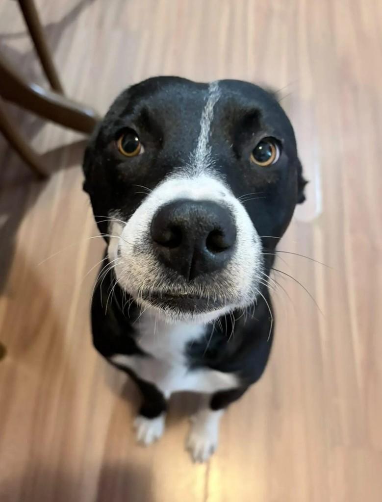Amadeu, cachorro de porte médio para adoção em Curitiba - PR