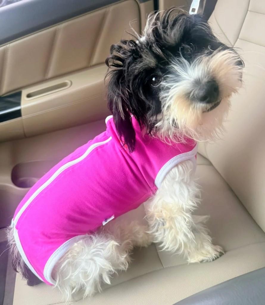 Pam, cachorro de porte pequeno para adoção em Curitiba - PR