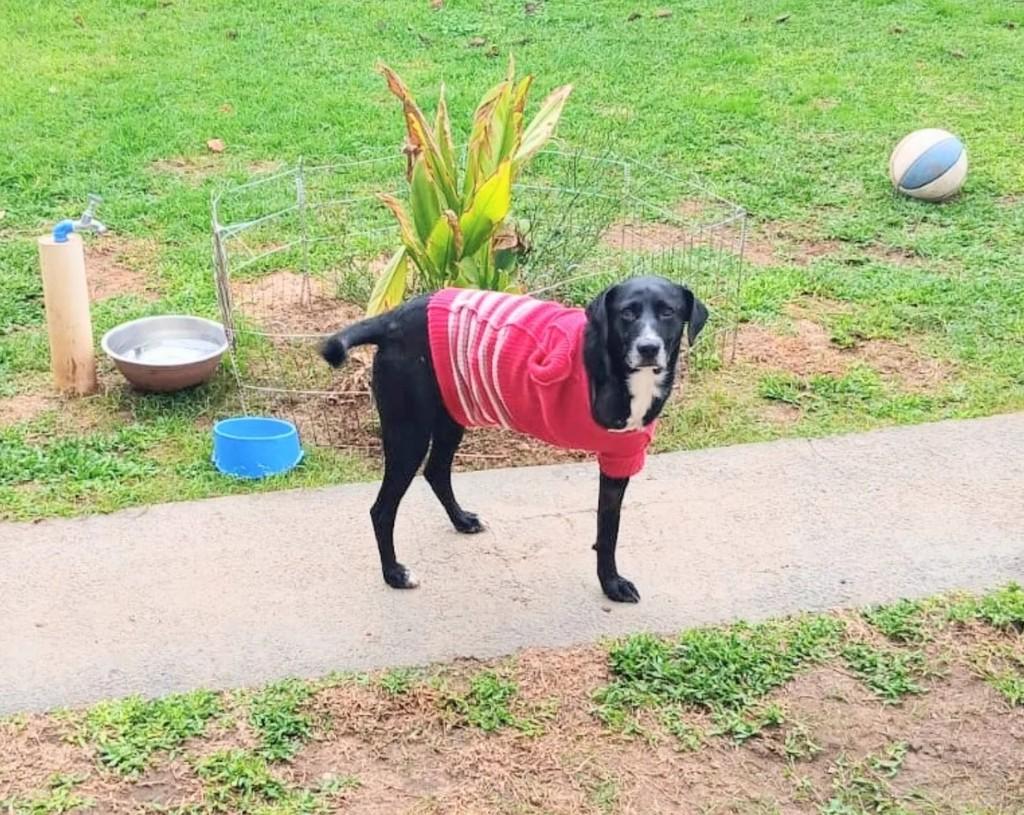Luis, cachorro de porte grande para adoção em Curitiba - PR