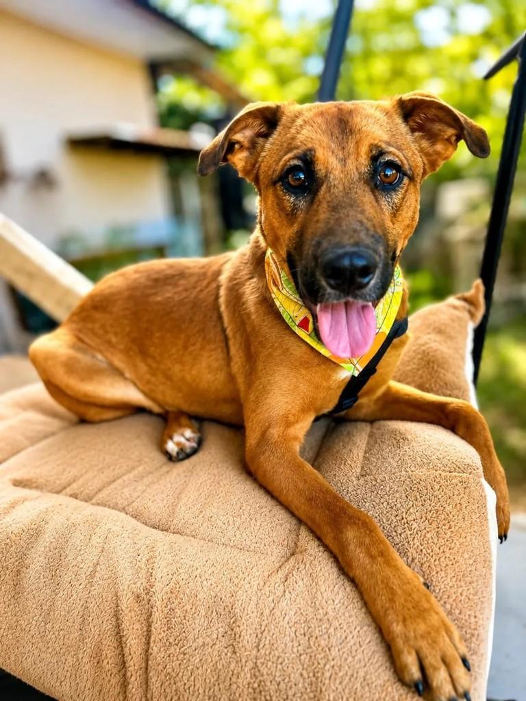 Occy, cachorro de porte médio para adoção em Curitiba - PR