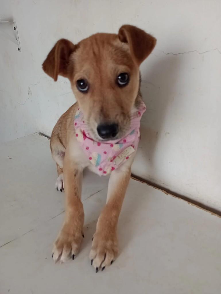 Lara, cachorro de porte médio para adoção em Curitiba - PR