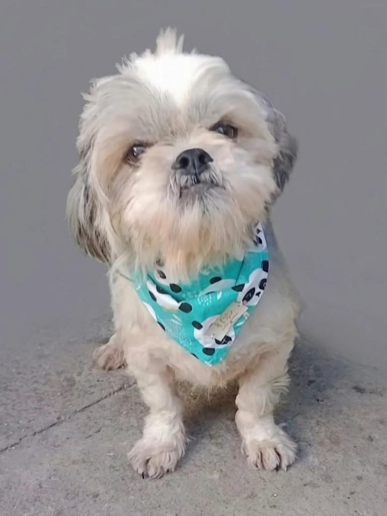 Frederico, cachorro de porte pequeno para adoção em Curitiba - PR