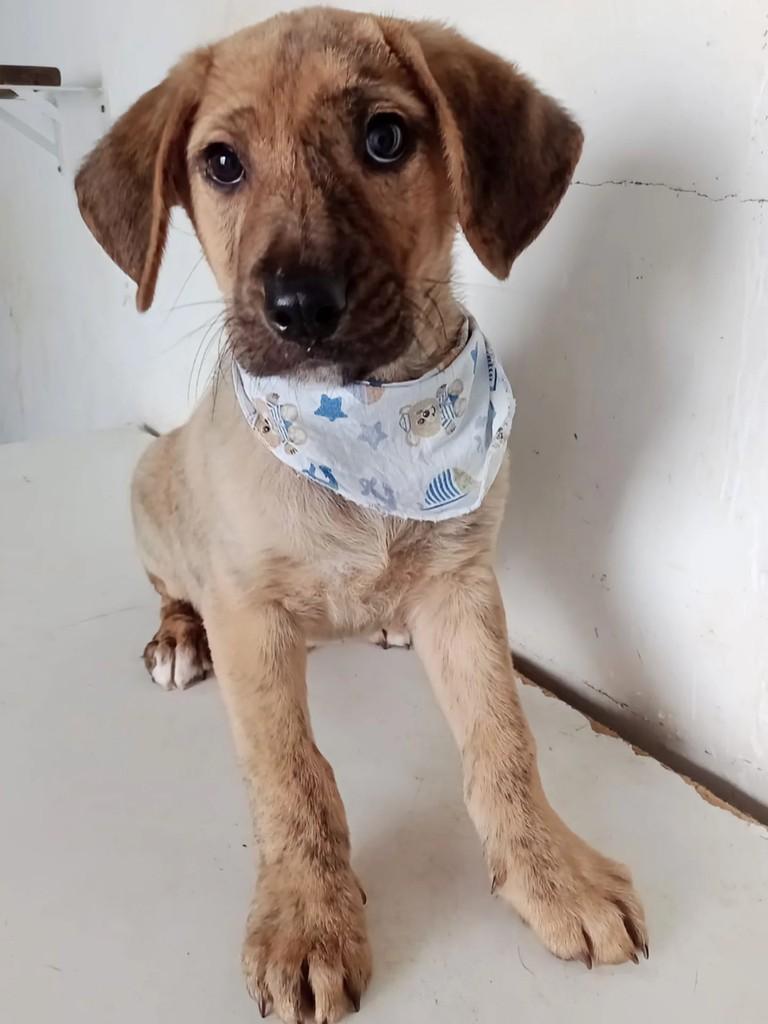 Bebezão, cachorro de porte médio para adoção em Curitiba - PR