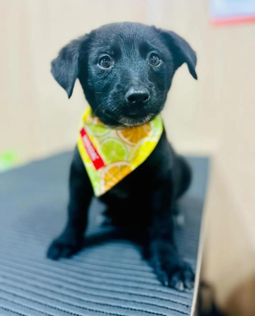 Baloo, cachorro de porte médio para adoção em Curitiba - PR